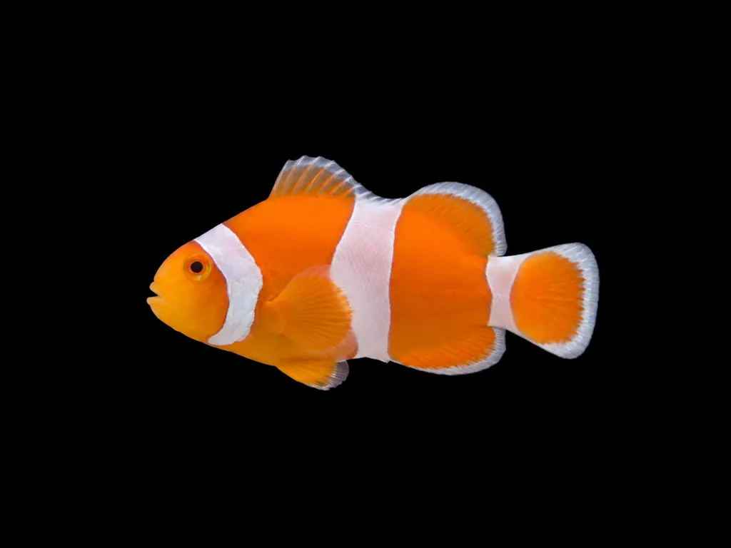 Tangerine Albino clownfish (Amphiprion ocellaris)