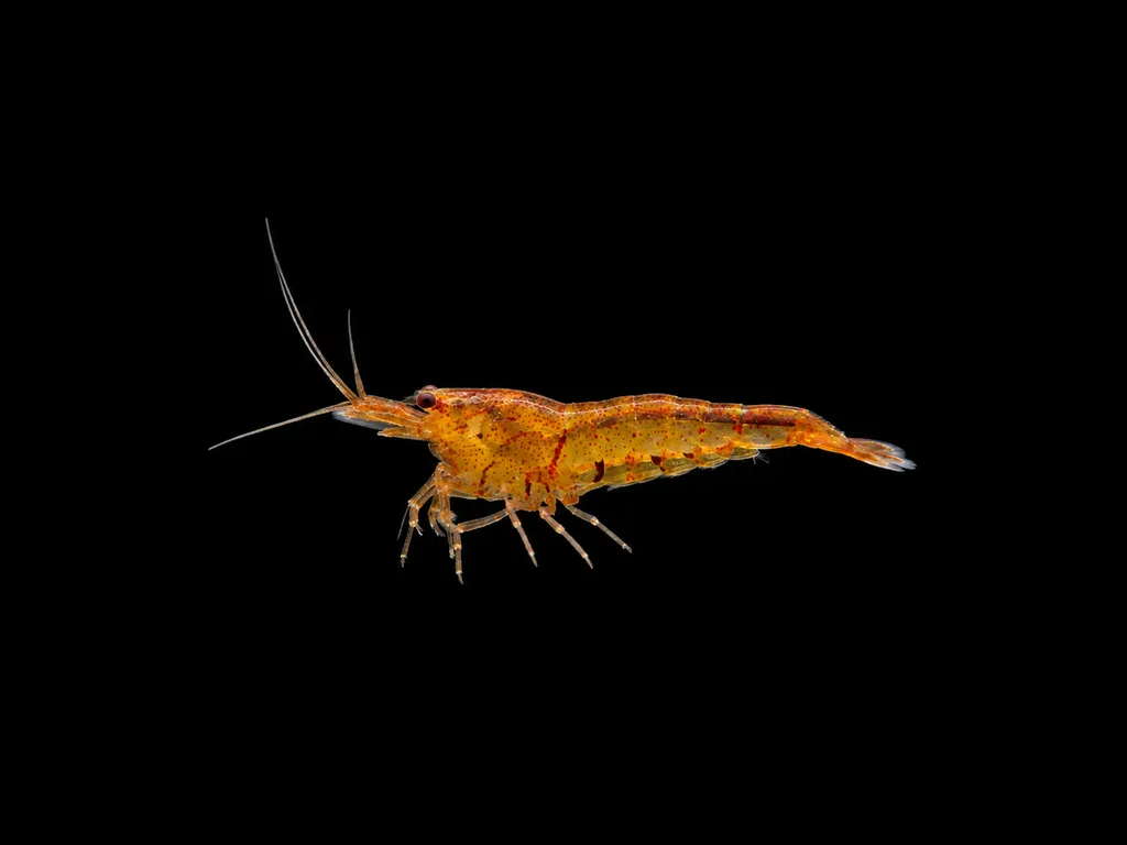 Tangerine tiger shrimp (Caridina serrata)