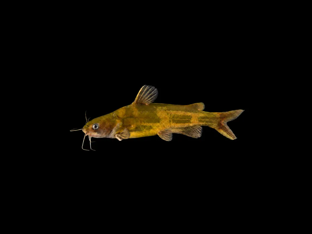 Tawny dragon catfish (Tachysurus fulvidraco)