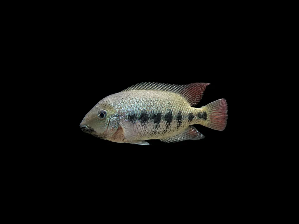 Teapa cichlid (Paraneetroplus gibbiceps)