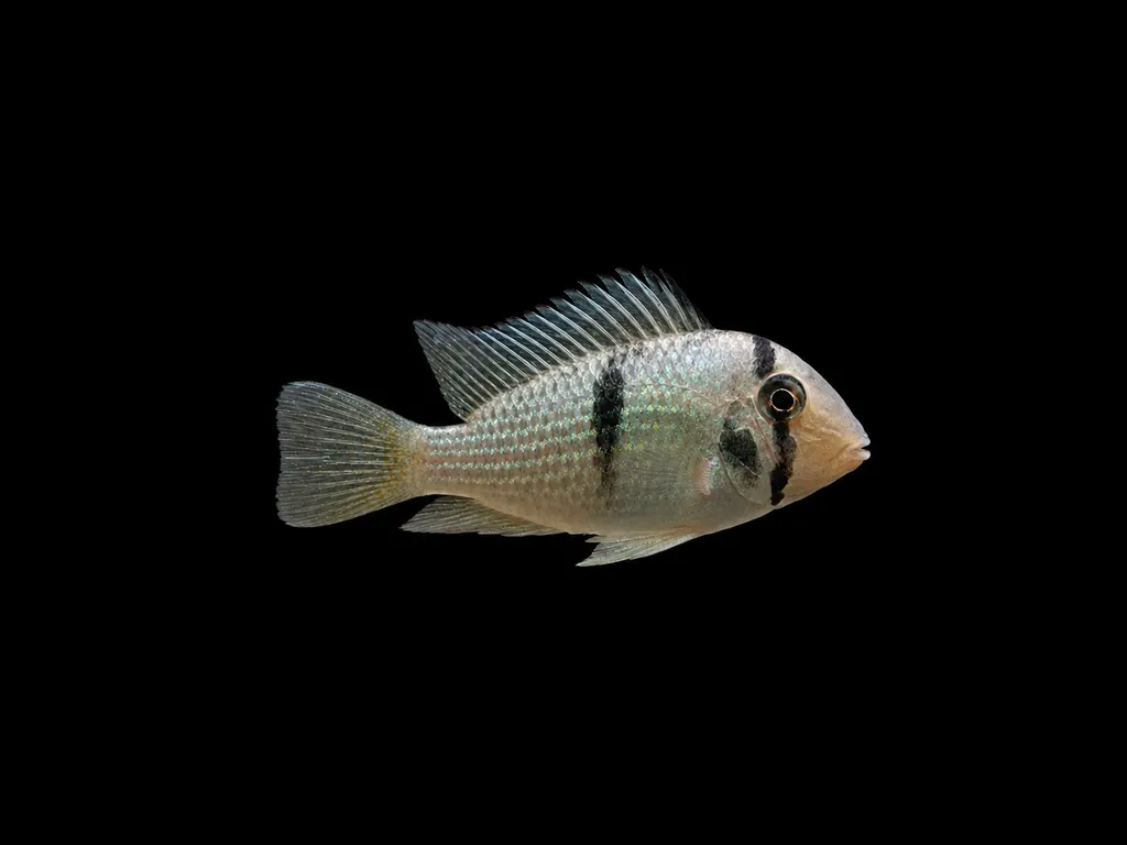 Teardrop guianacara (Guianacara dacrya)