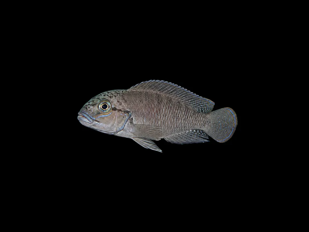 Temporalis cichlid (Telmatochromis temporalis)