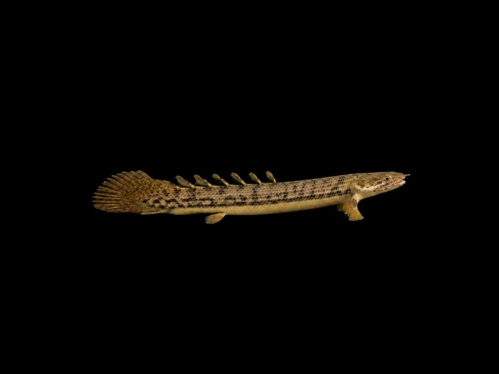 Teugels' bichir (Polypterus teugelsi)