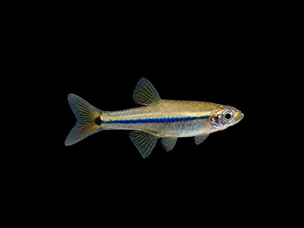 Thac Ba minnow (Tanichthys thacbaensis)
