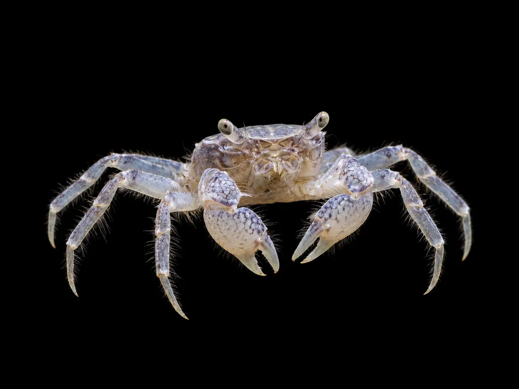 Thai dwarf rock crab (Siamthelphusa sp.)