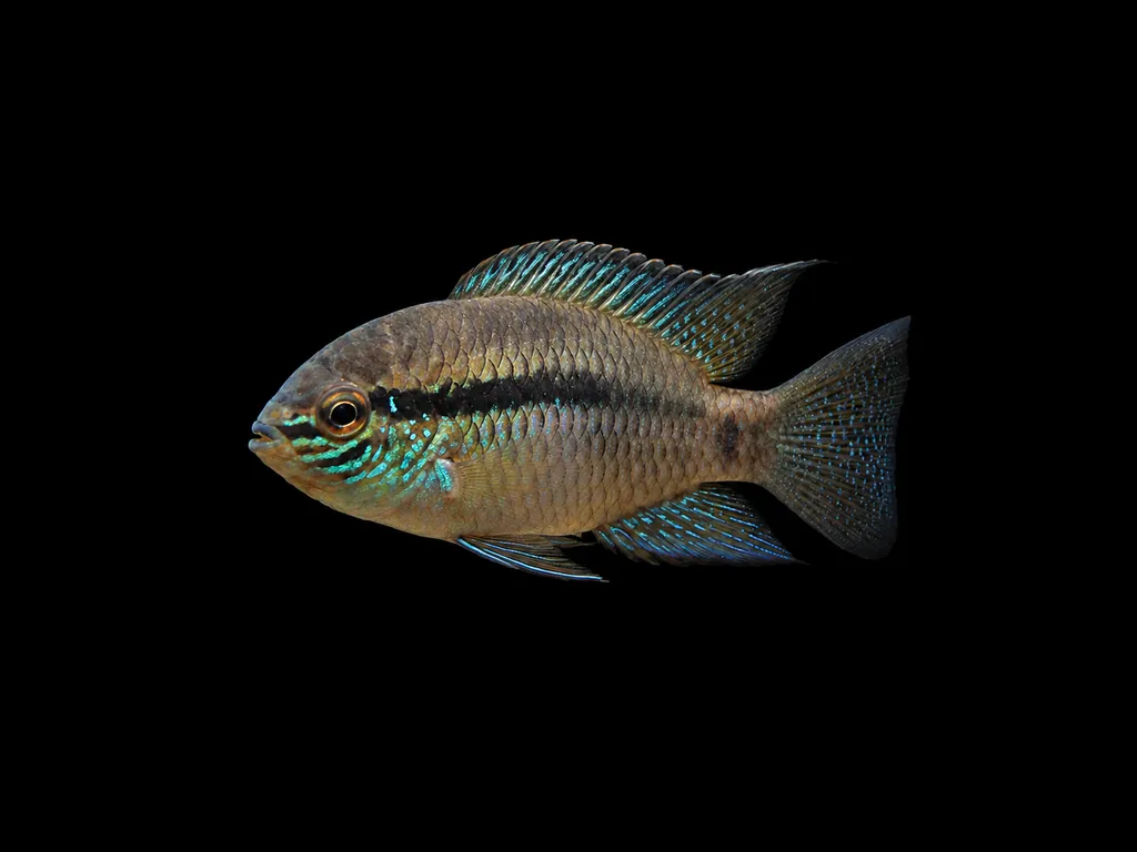 Thayer's dwarf acara (Laetacara thayeri)