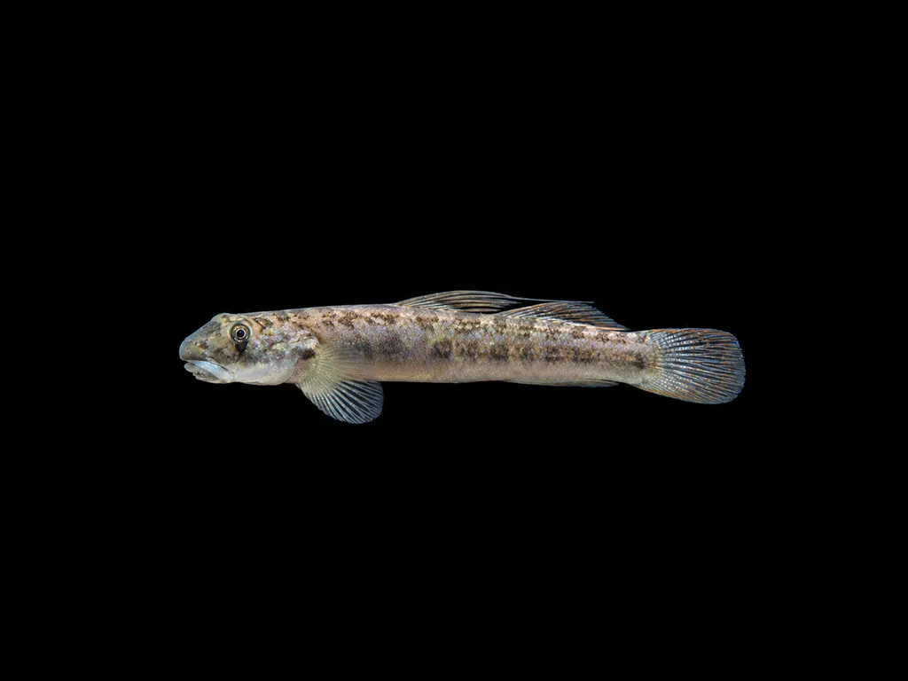 Threadfin sicyopterus (Sicyopterus longifilis)