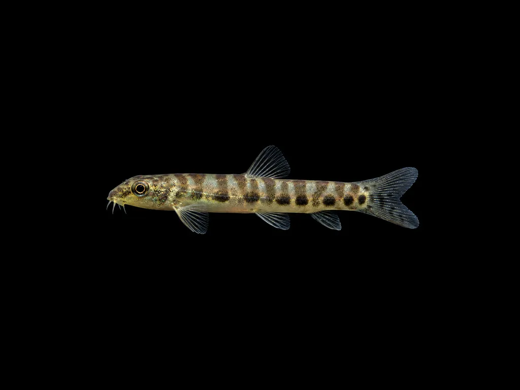 Thuttinjet stone loach (Nemacheilus stigmofasciatus)