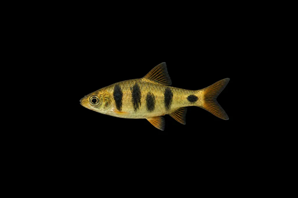 Tiantian barb (Pethia tiantian)