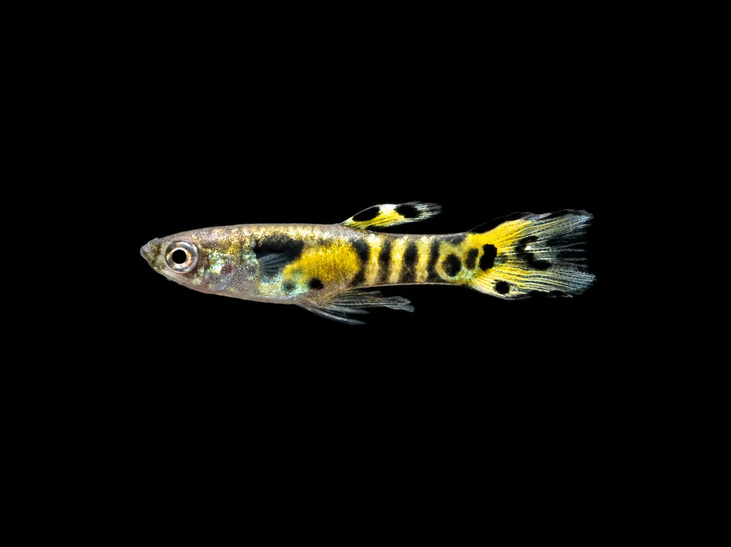 Tiger endler (Poecilia wingei)