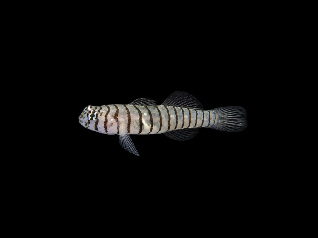 Tiger goby (Tigrigobius macrodon)
