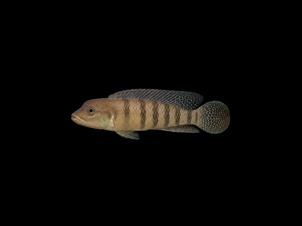 Tiger lamprologus (Lamprologus tigripictilis)