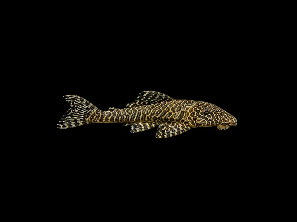 Tigris pleco (Pseudolithoxus tigris)