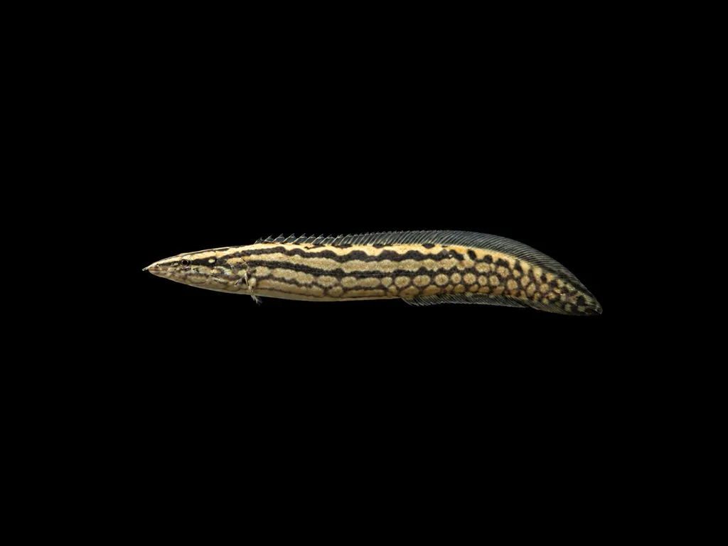 Tin Win's spiny eel (Mastacembelus tinwini)
