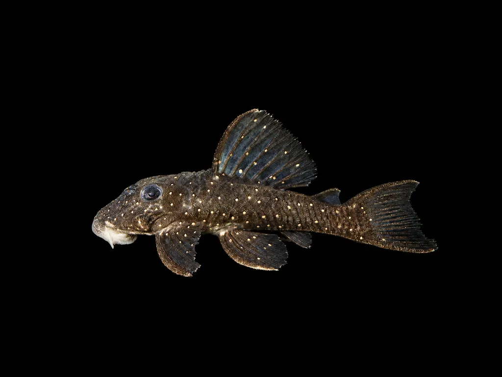 Tiny spot pleco (Hypancistrus lunaorum)