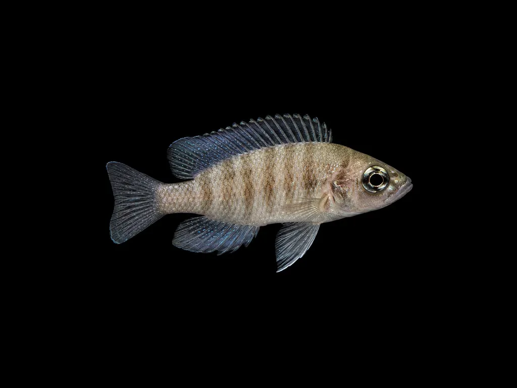 Toa cichlid (Neolamprologus toae)