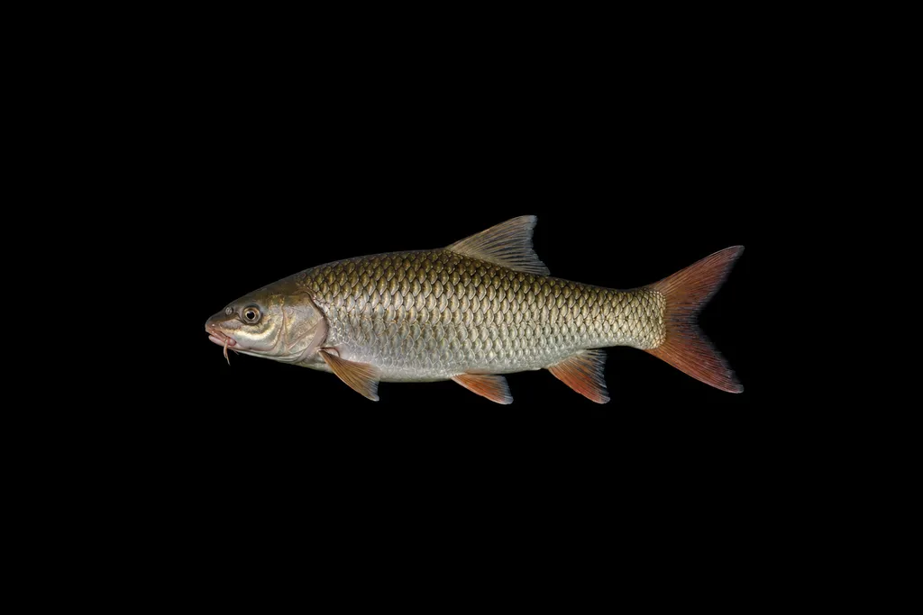 Tor mahseer (Tor tor)