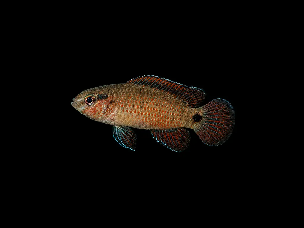 Torpedo badis (Badis autumnum)