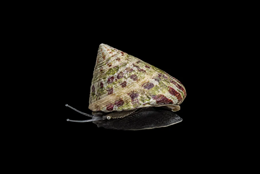 Trochus snail (Trochus sp.)