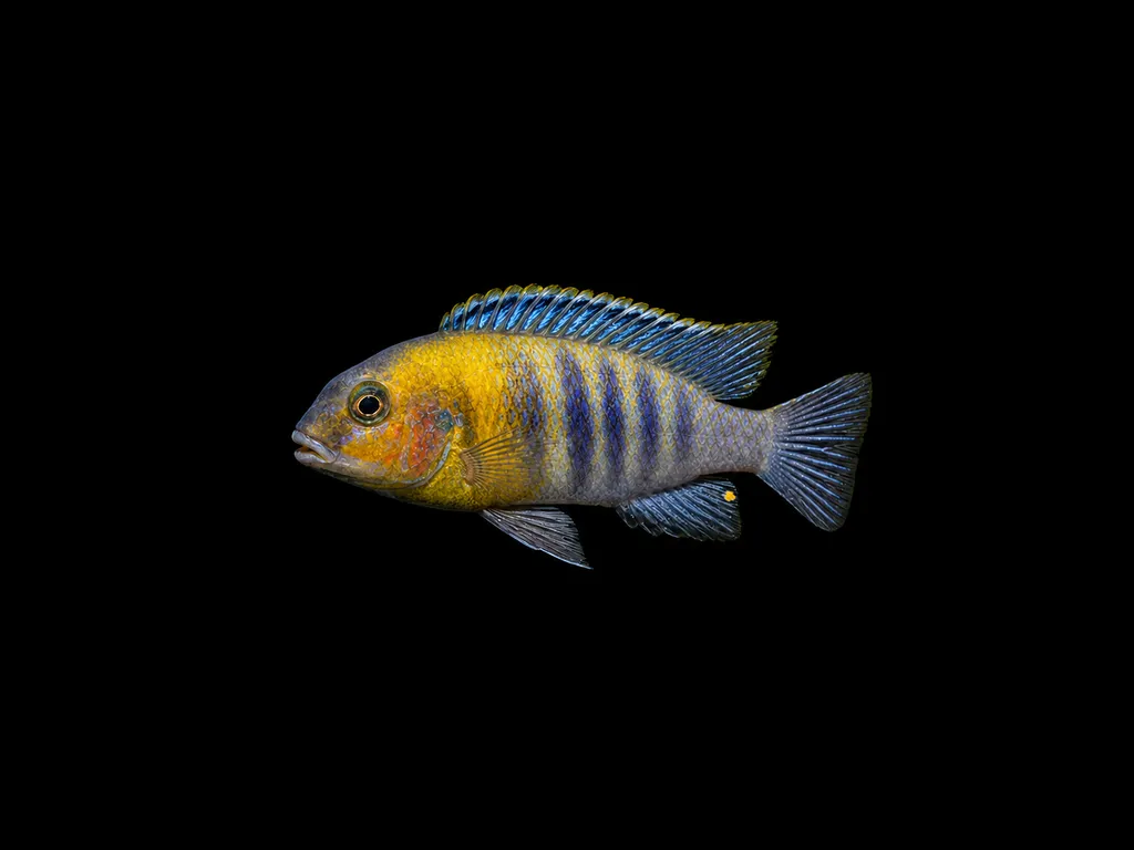 Red cheek tropheops (Tropheops sp. 'Red Cheek')