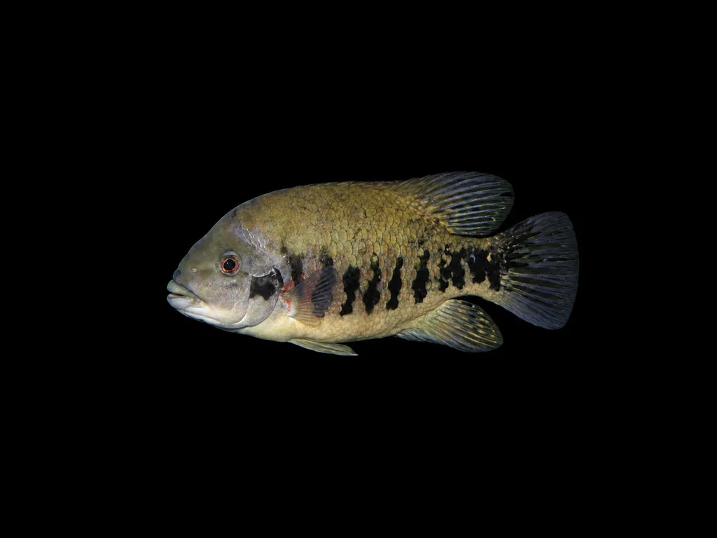 Tuba cichlid (Tomocichla tuba)
