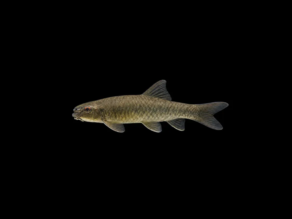 Tunga garra (Garra bicornuta)