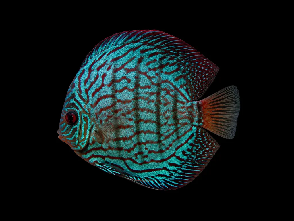 Turquoise discus (Symphysodon aequifasciatus)