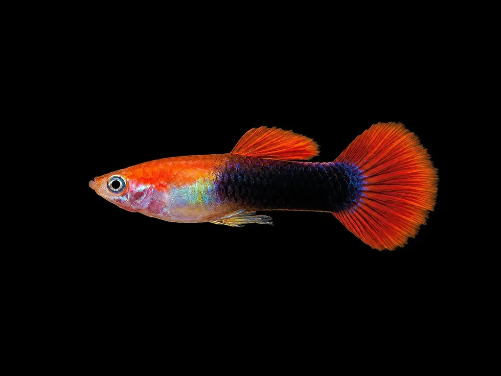 Tuxedo guppy (Poecilia reticulata)
