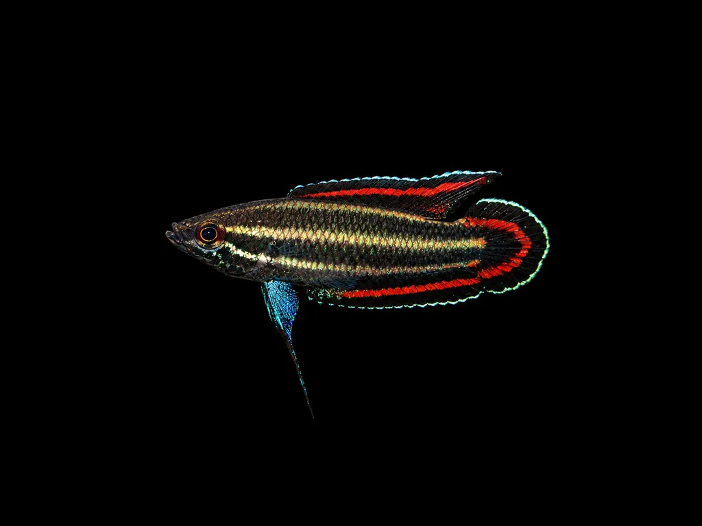 Tweedie's licorice gourami (Parosphromenus tweediei)