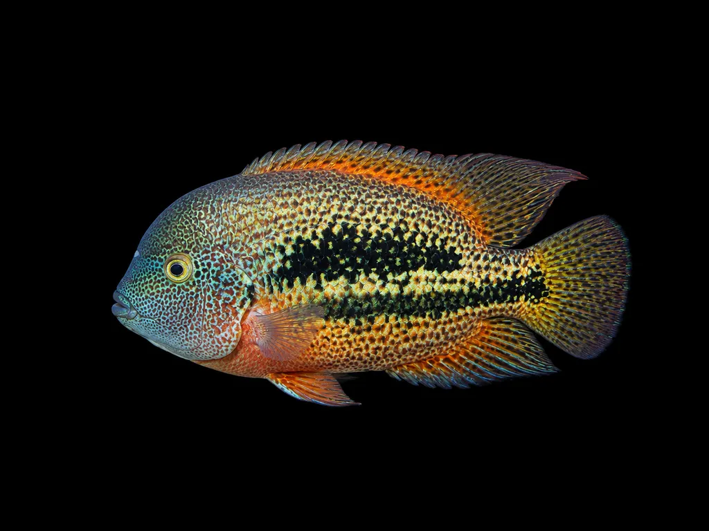 Twoband vieja (Vieja bifasciata)