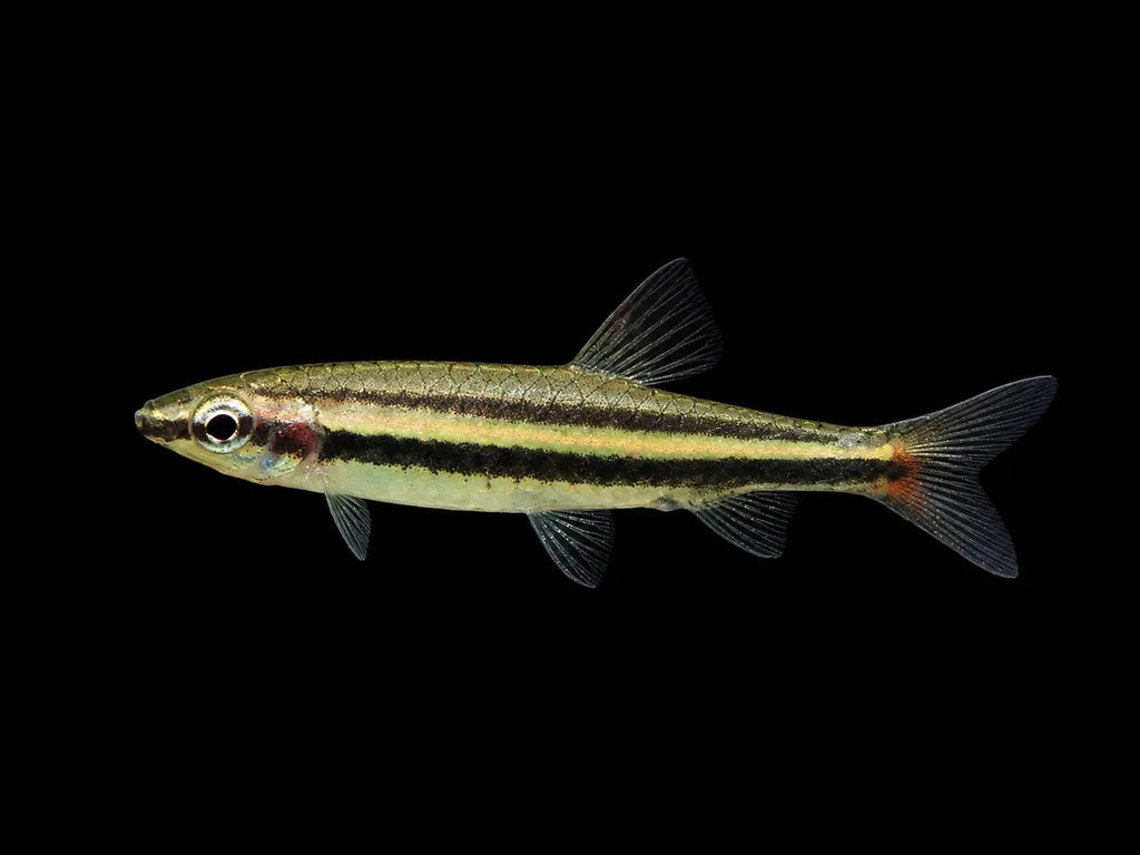 Twostripe pencilfish (Nannostomus digrammus)