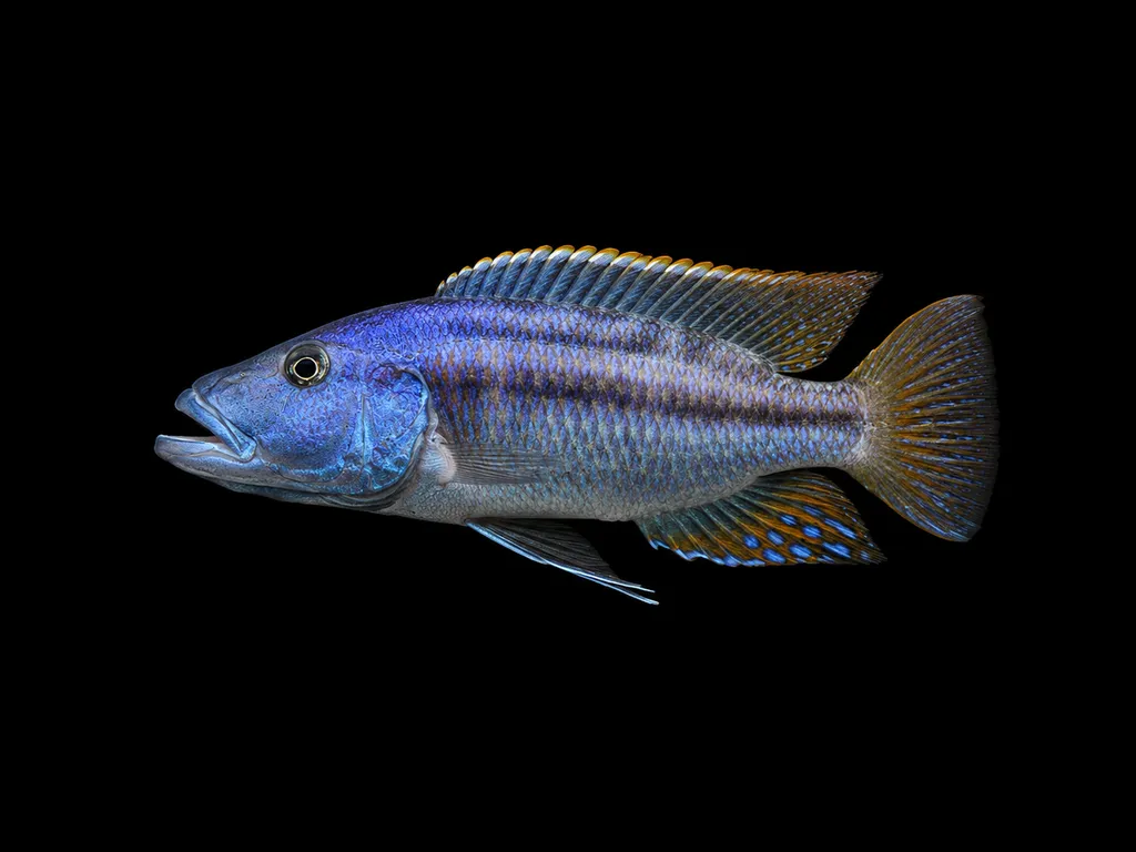 Big-mouth hap (Tyrannochromis macrostoma)