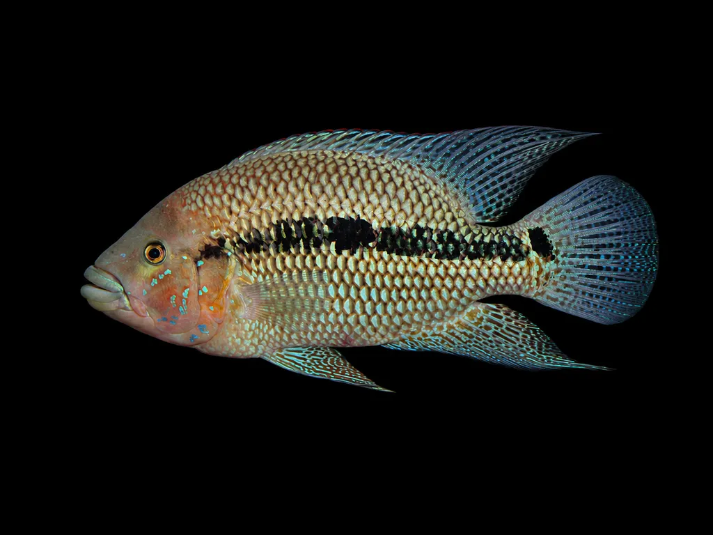 Umbee cichlid (Kronoheros umbrifer)
