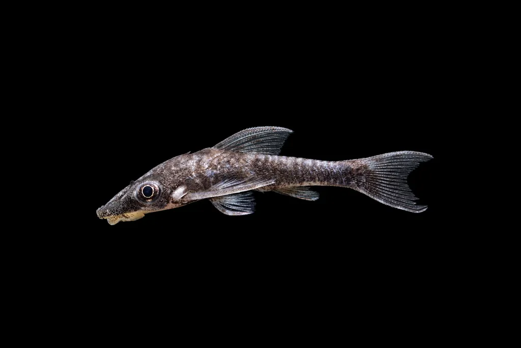 Vampire otocinclus (Nannoptopoma sternoptychum)