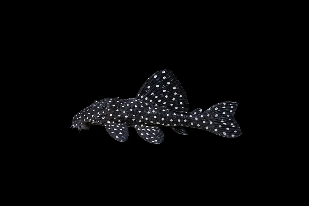 Vampire pleco (L029) (Leporacanthicus galaxias)