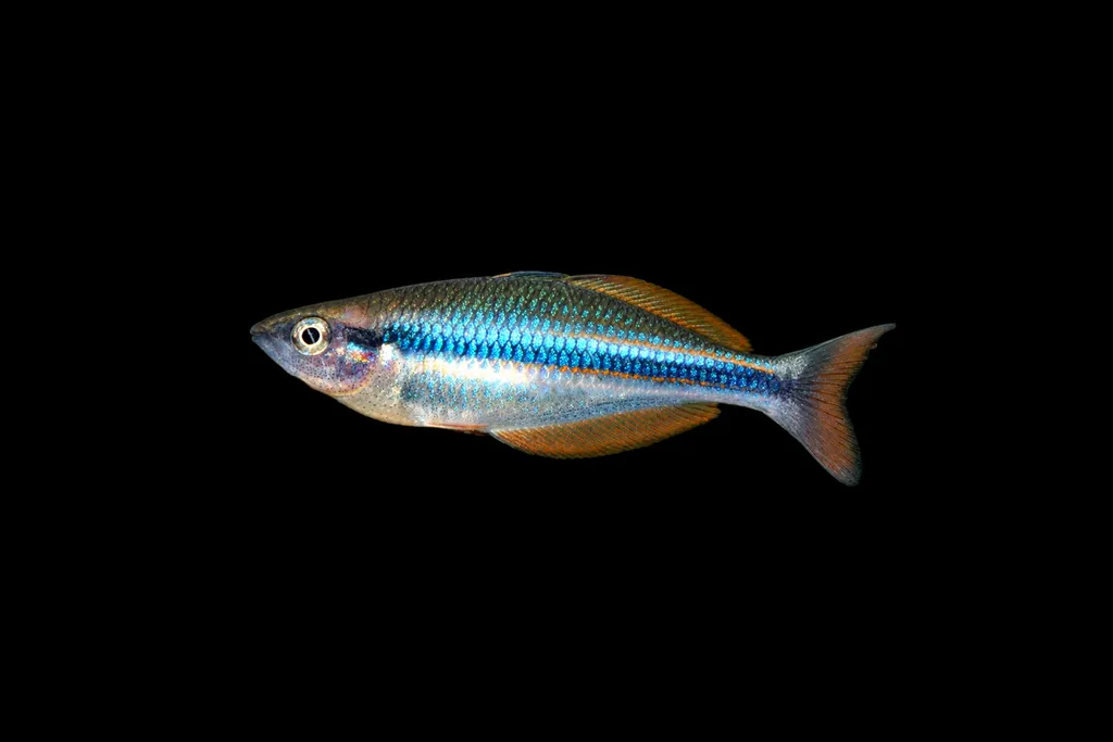 Van Heurn's rainbowfish (Melanotaenia vanheurni)