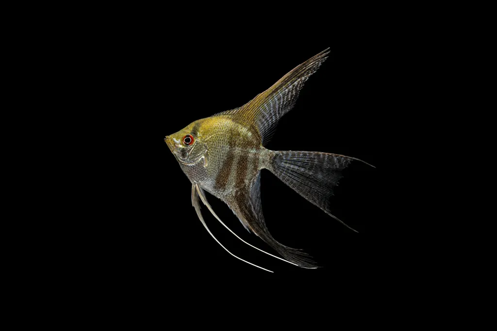 Veil angelfish (Pterophyllum scalare)