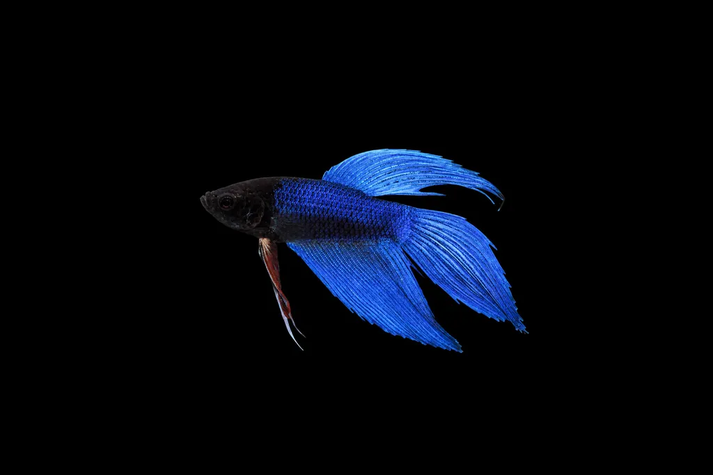 Veiltail betta (Betta splendens)