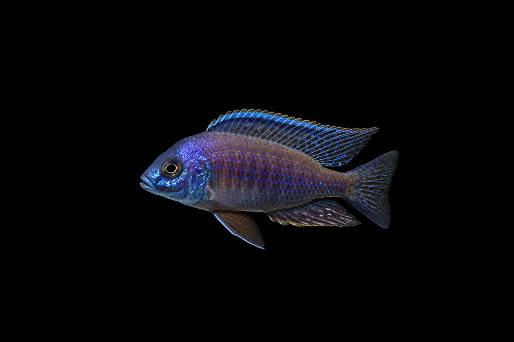 Verduyn's utaka (Copadichromis verduyni)