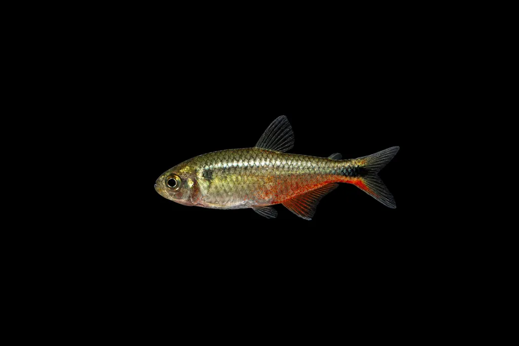 Vinaceus tetra (Hyphessobrycon vinaceus)