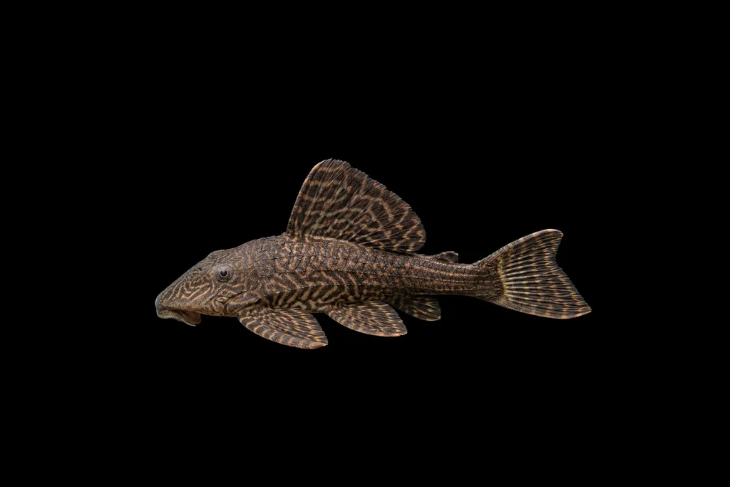 Volkswagen pleco (Panaque schaeferi)