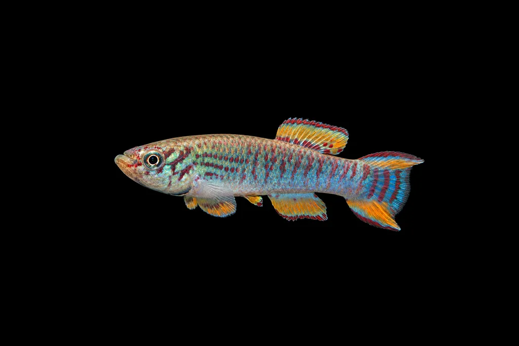 Walker's killifish (Fundulopanchax walkeri)