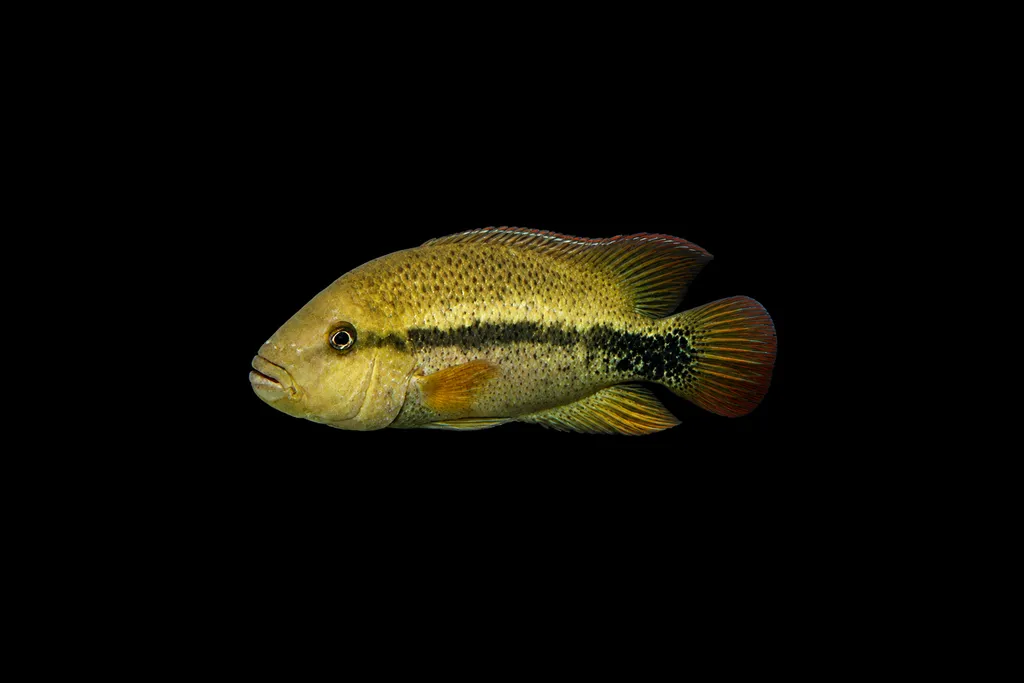 Wesseli cichlid (Chortiheros wesseli)