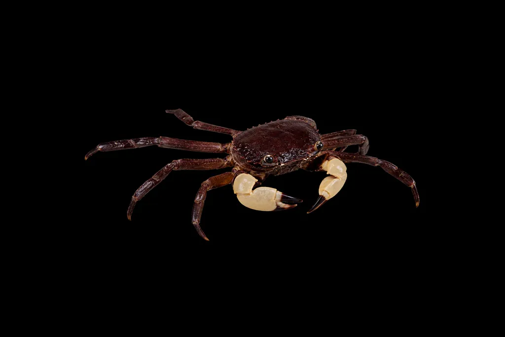 White claw Towuti crab (Syntripsa flavichela)