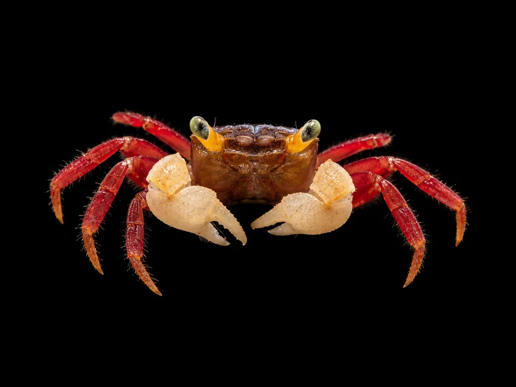 White mandarin vampire crab (Geosesarma pontianak)