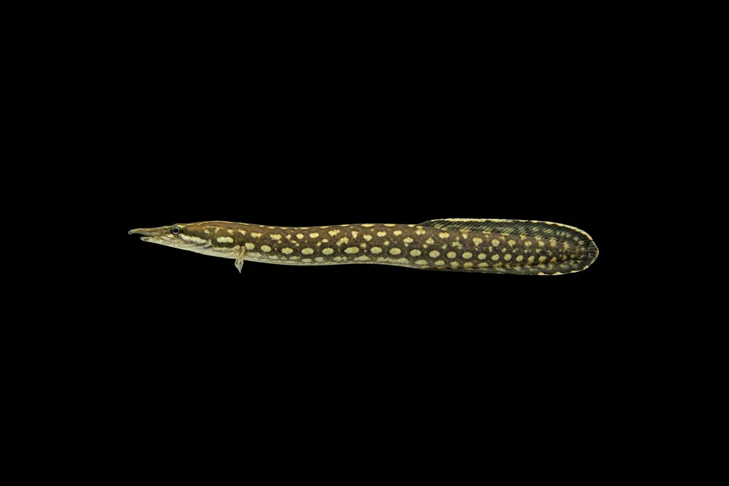 White spot eel (Mastacembelus unicolor)