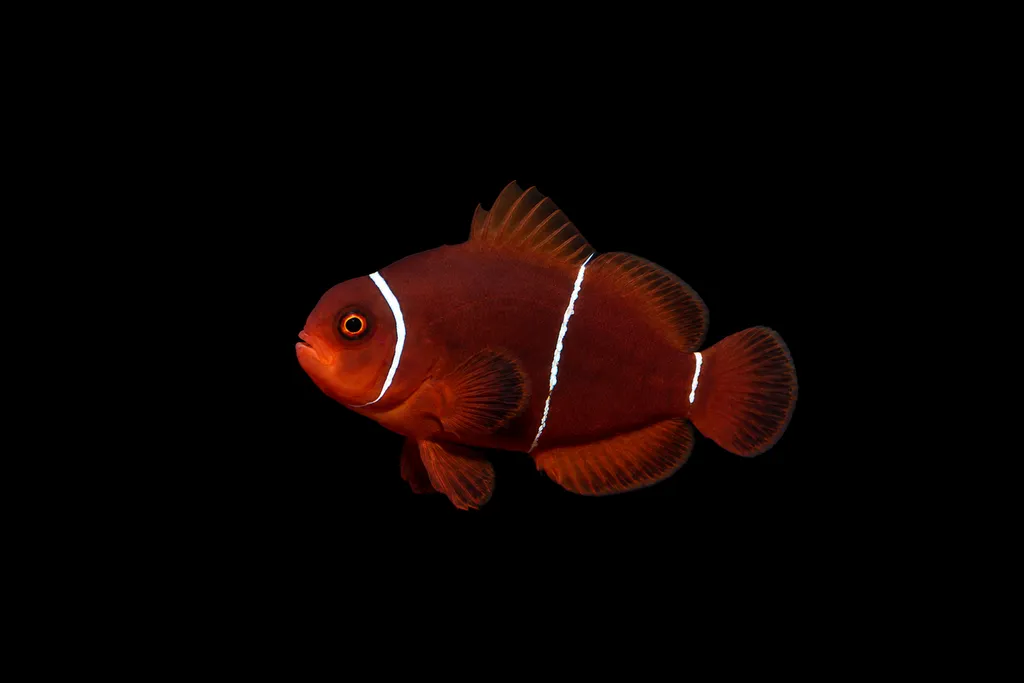 White Stripe maroon clownfish (Premnas biaculeatus)