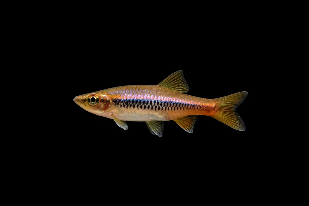 Wilpita rasbora (Rasbora wilpita)