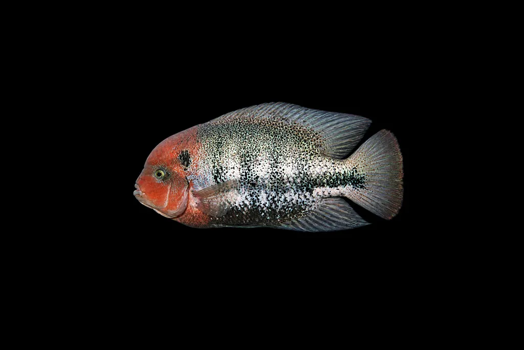 Window vieja (Vieja fenestrata)