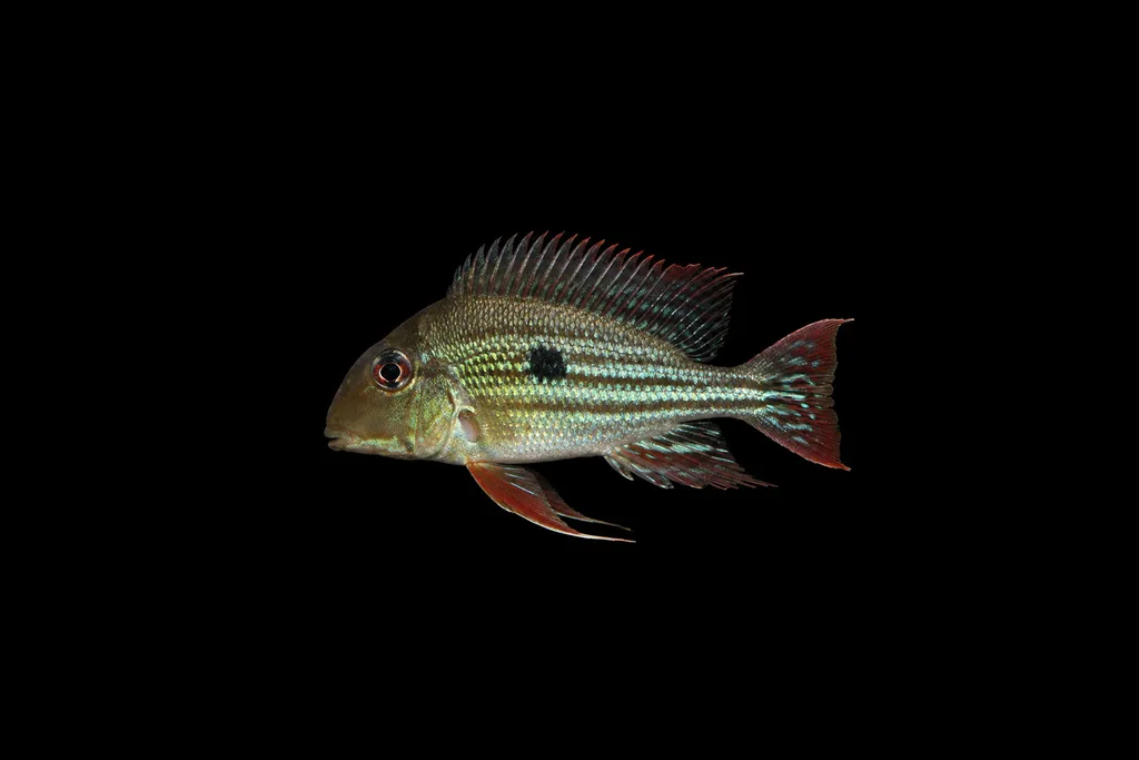 Winemiller's eartheater (Geophagus winemilleri)